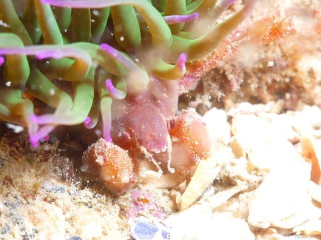 Photos sous-marine - Erquy 2023 (3)